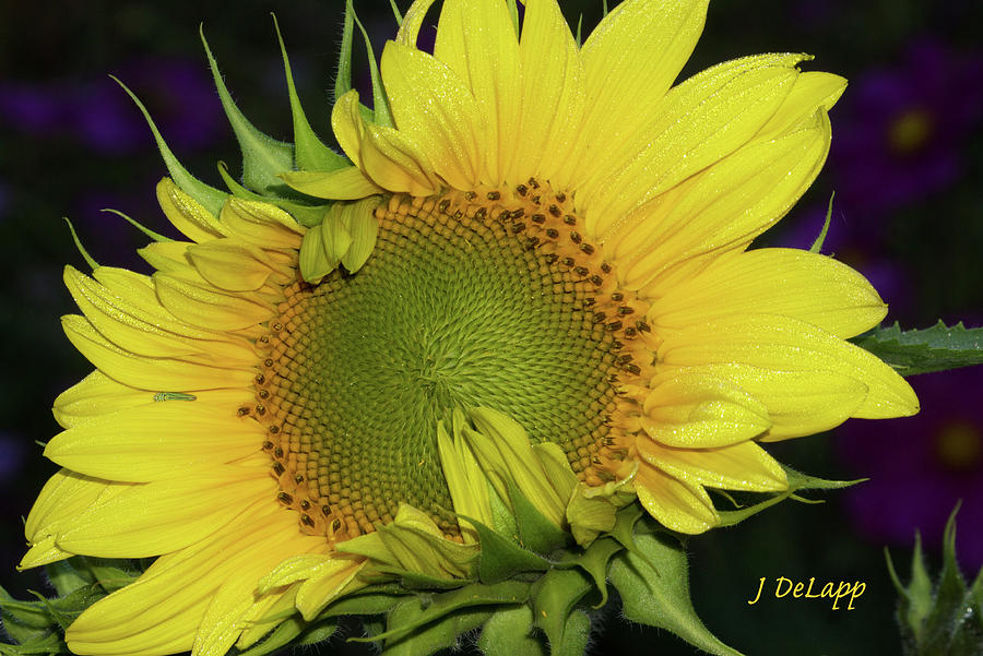 Sunflower at Night Photograph by Janet DeLapp