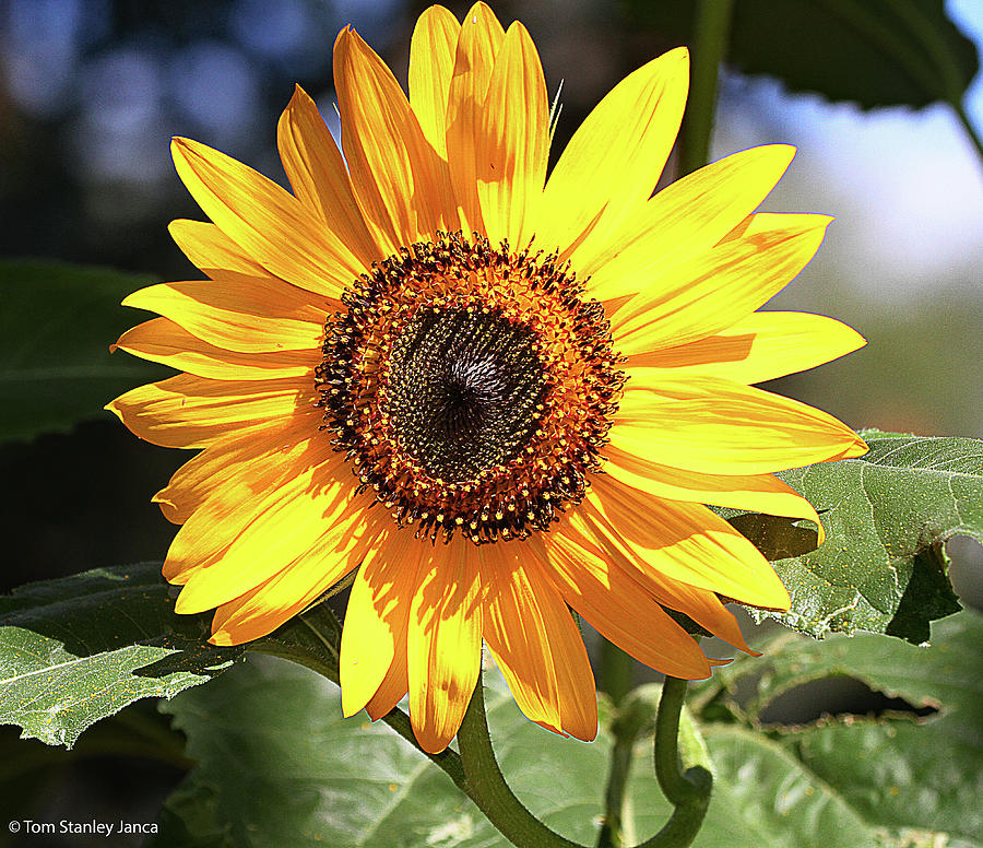 Sunflower At Payson Arizona Digital Art by Tom Janca