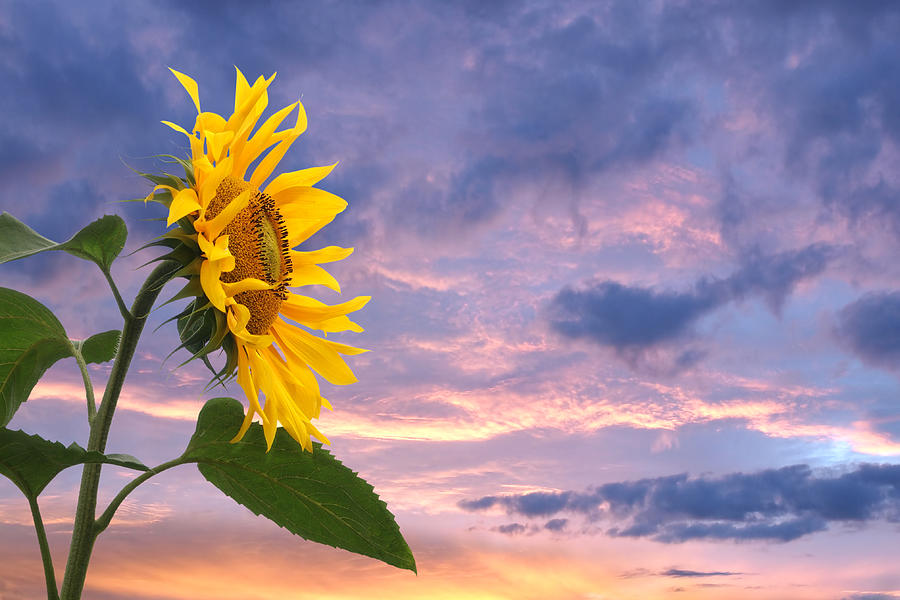 Sunflower At Sunset Photograph by Gill Billington