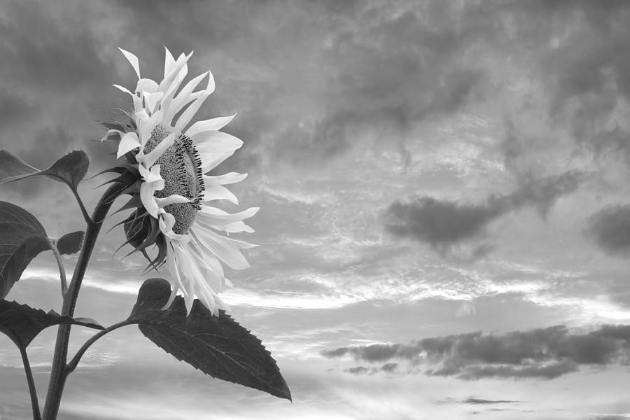 Sunflower At Sunset In Mono Photograph by Gill Billington