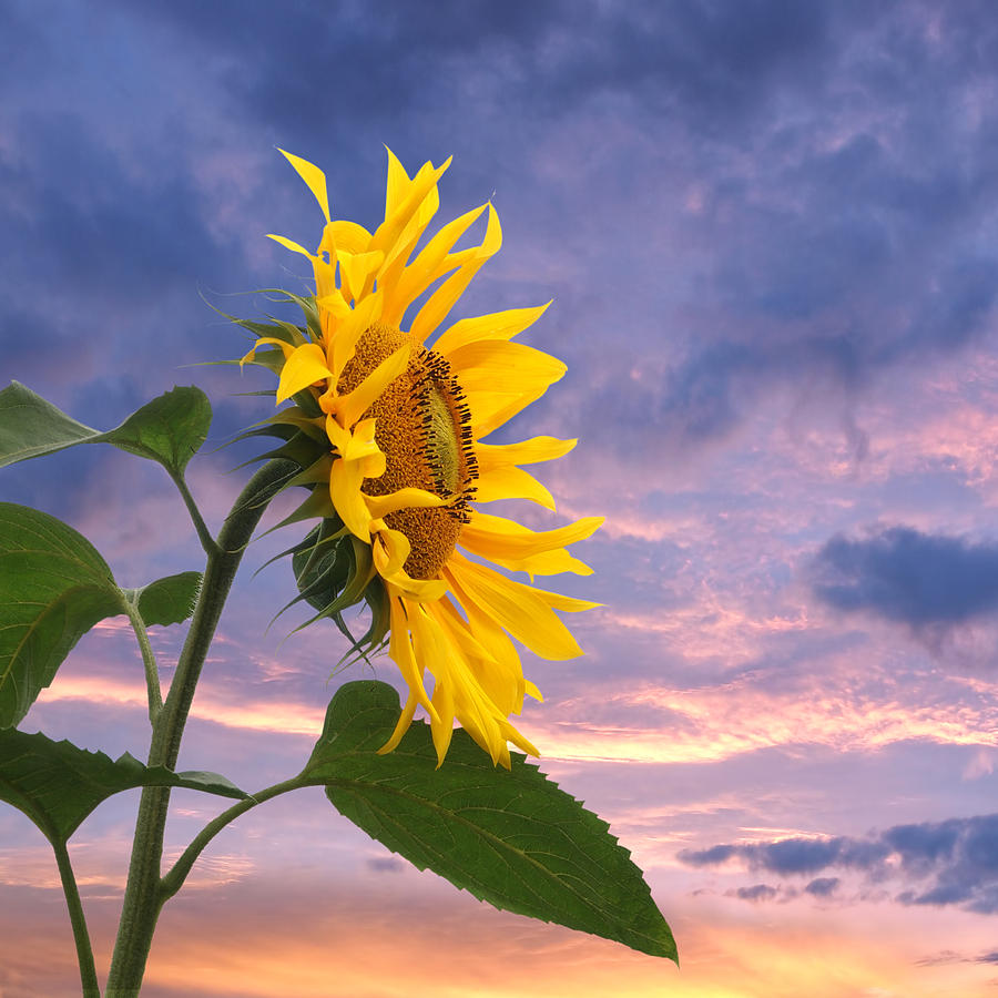 Sunflower At Sunset Square Photograph by Gill Billington