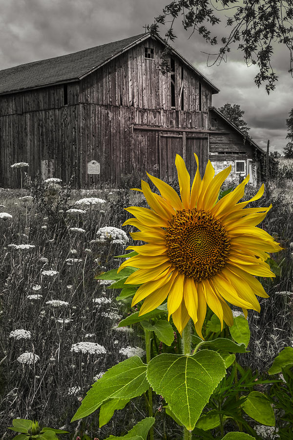Barn Photograph - Sunflower at the Farm by Debra and Dave Vanderlaan