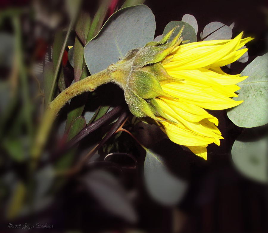 Sunflower Awakening Two Photograph by Joyce Dickens