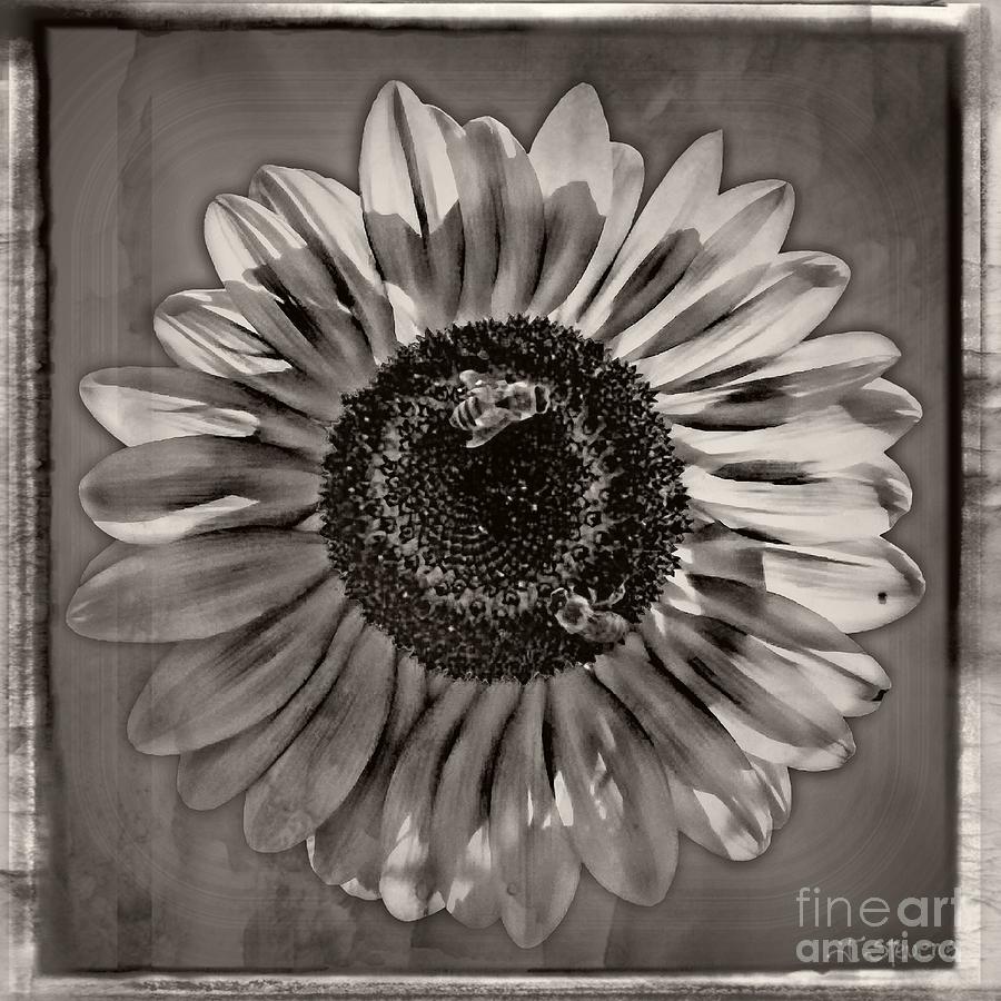 Sunflower B and W Photograph by Joseph J Stevens