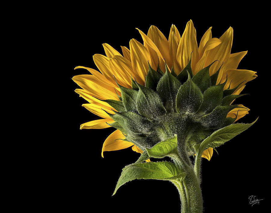 Sunflower Back Photograph by Endre Balogh