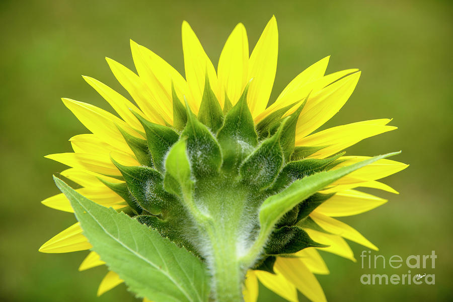 Sunflower Back II Photograph by Alana Ranney