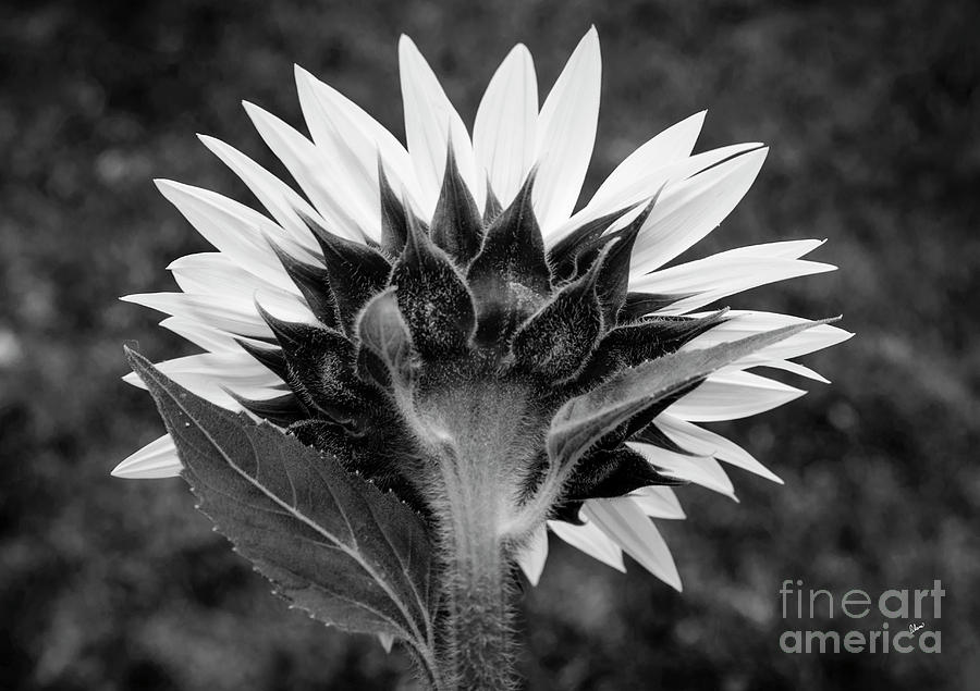 Sunflower Back III Photograph by Alana Ranney