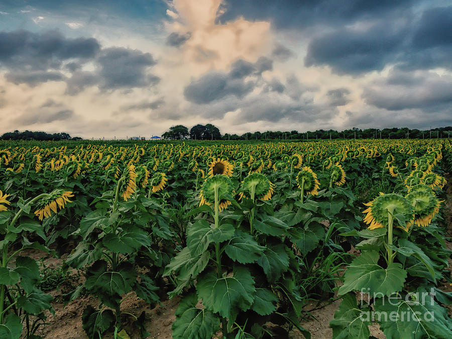 Sunflower Backs Photograph by Alissa Beth Photography
