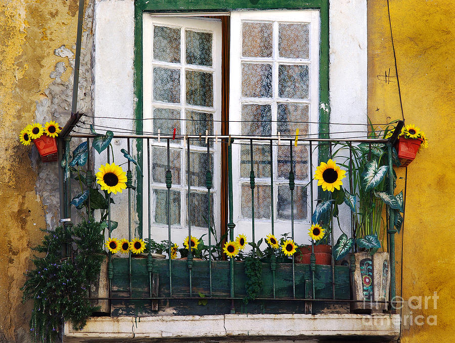 Sunflower balcony Photograph by Carlos Caetano