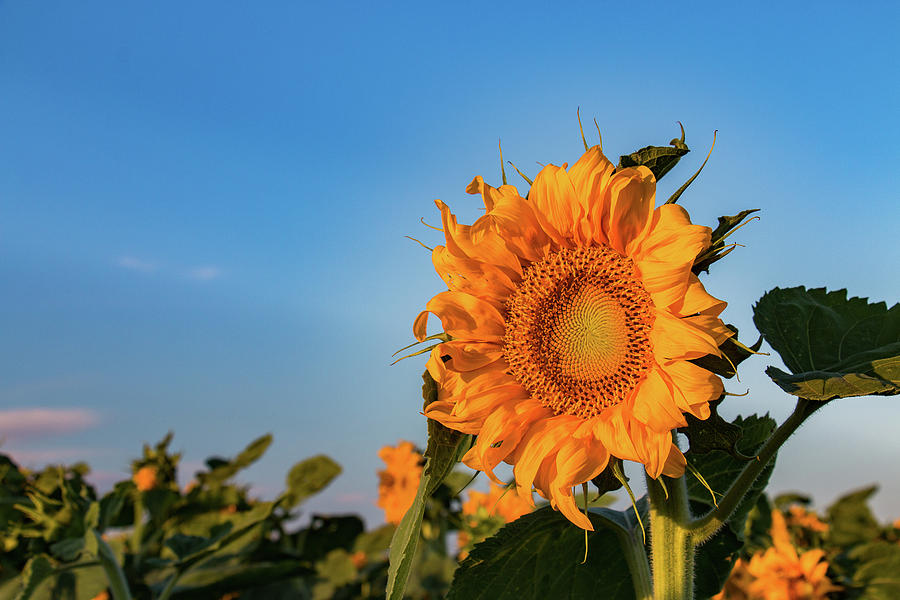 Sunflower Basks in the Morning Sun Photograph by Tony Hake