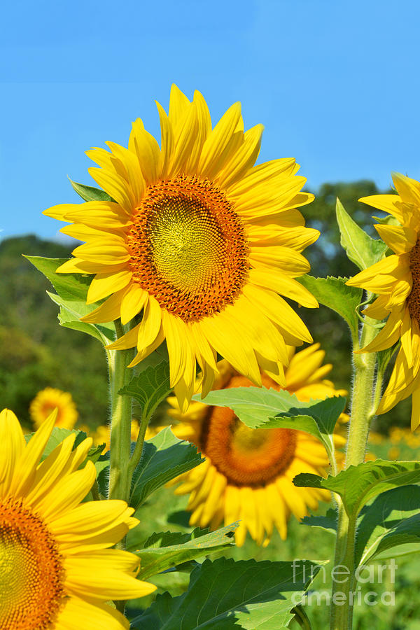 Sunflower Photograph - Sunflower Beauties by Regina Geoghan