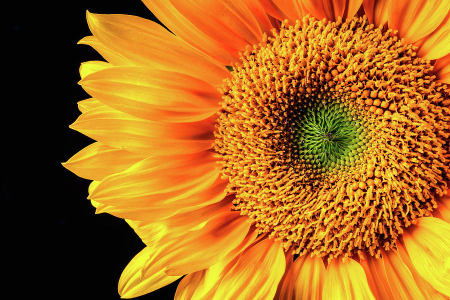 Sunflower Beauty Close Up Photograph by Garry Gay