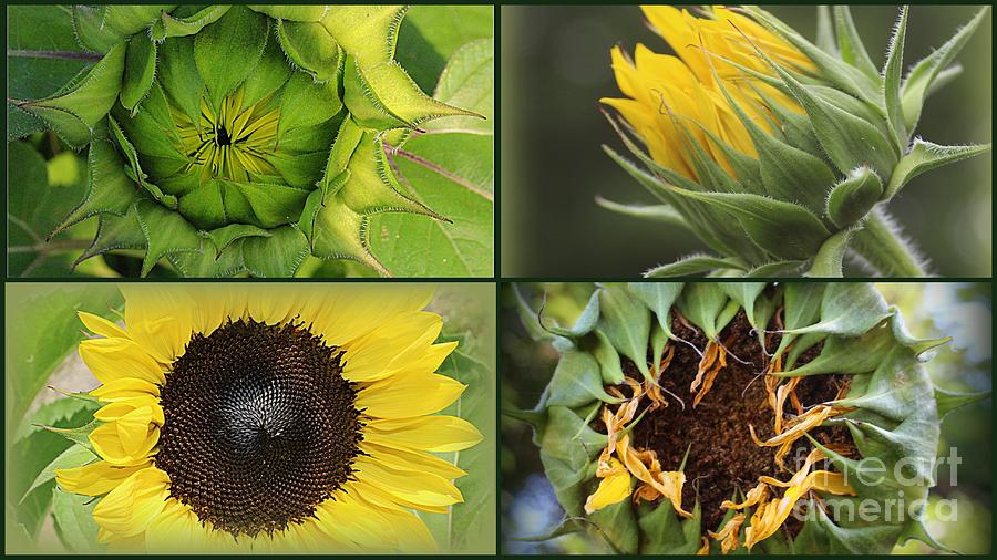 Sunflower Beauty- From Beginning To End Photograph by Dora Sofia Caputo