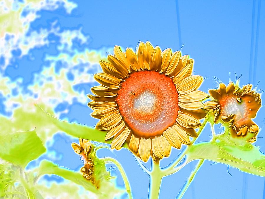Sunflower Beauty High in the Blue Sky Photograph by Belinda Lee