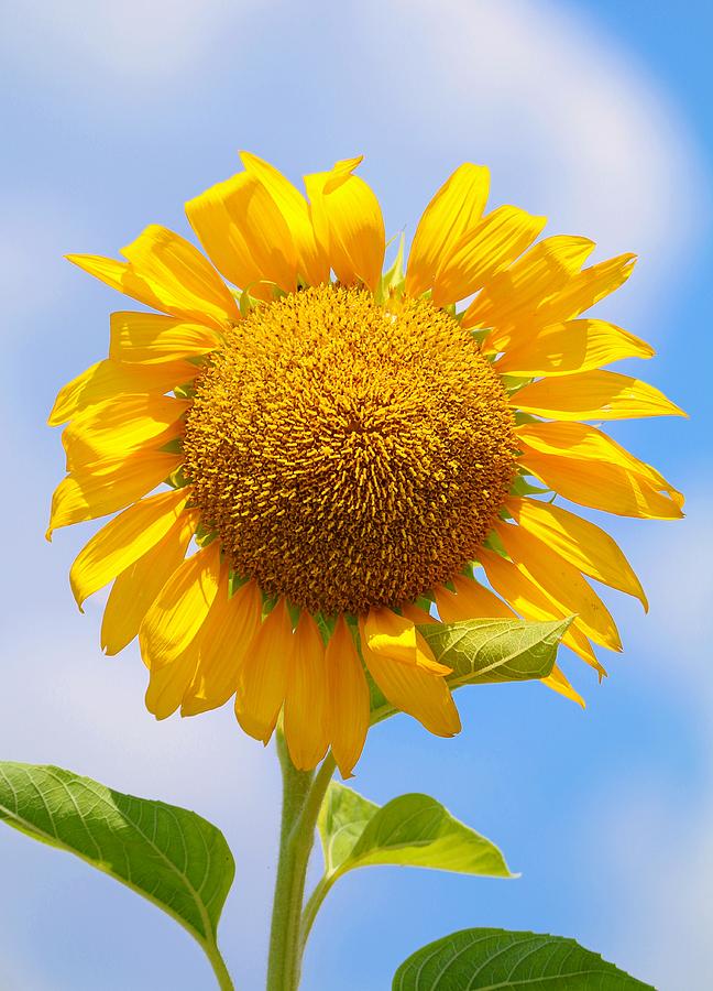 Sunflower Beauty Photograph by Kristine Nichols - Fine Art America