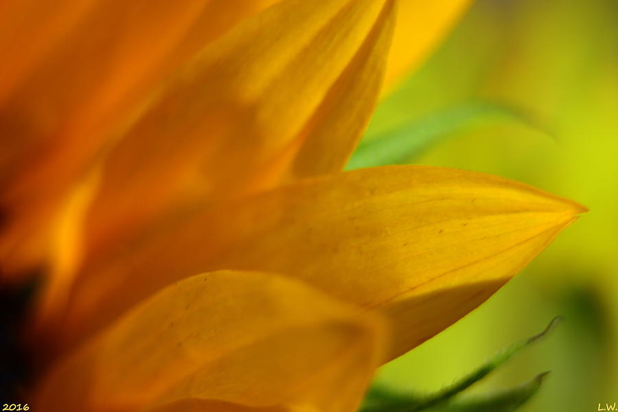 Sunflower Beauty Photograph by Lisa Wooten