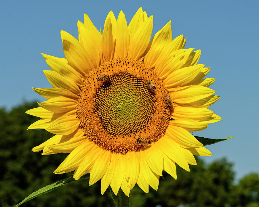 Sunflower Beauty Photograph by Roberta Kayne