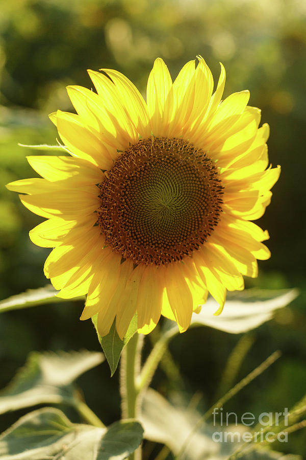 Sunflower Beauty Photograph by Terri Morris - Pixels