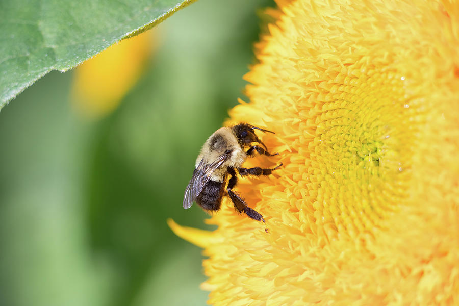 Sunflower Bee Photograph by Brian Hale
