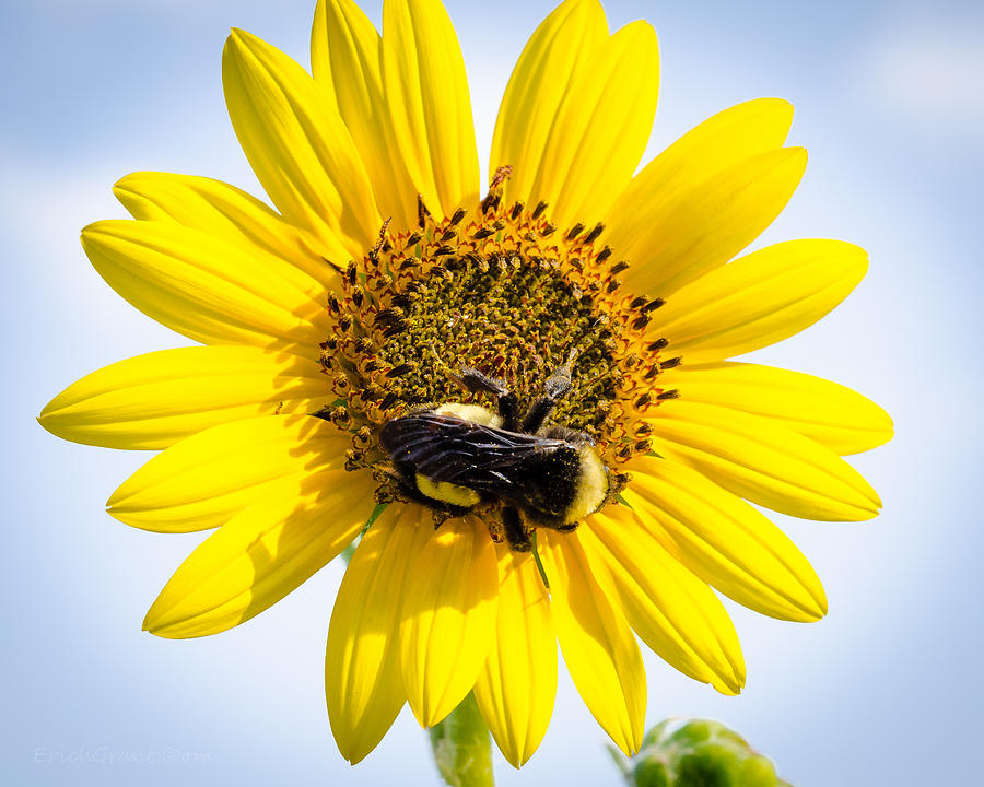 Sunflower Bee Photograph by Erich Grant