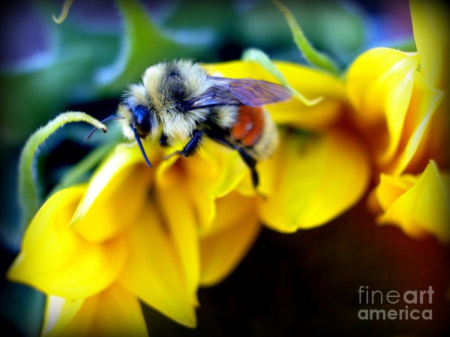 Summer Photograph - Sunflower Bee by Krista Carofano