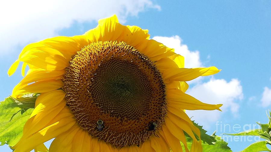 Sunflower bees Photograph by GJ Glorijean