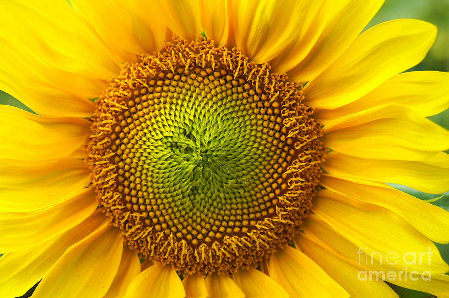 Sunflower   Photograph by Benanne Stiens