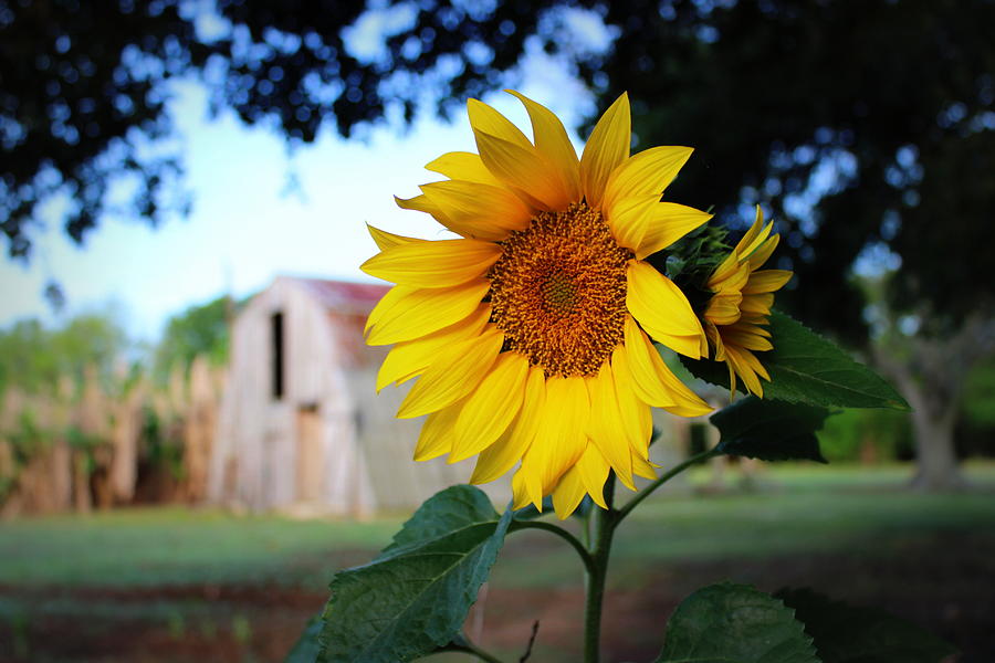 Sunflower Photograph - Sunflower by Beth Vincent