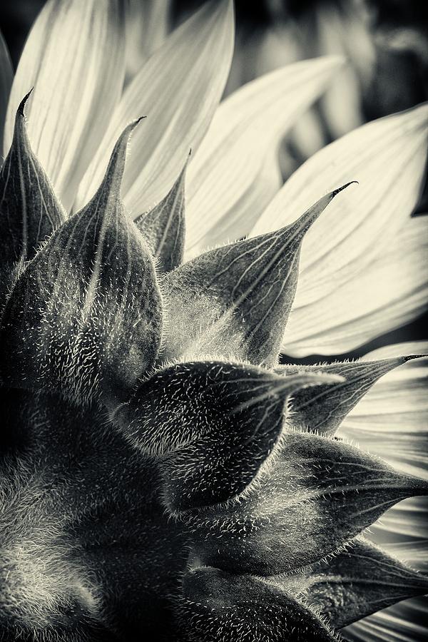 Sunflower Photograph by Bethany Dhunjisha