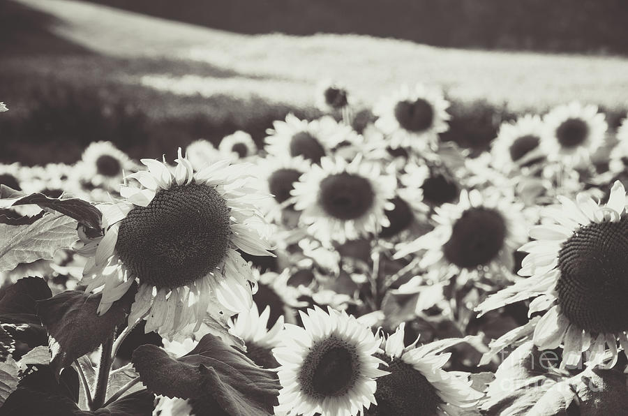 Sunflower Black And White 1 Photograph by Andrea Anderegg