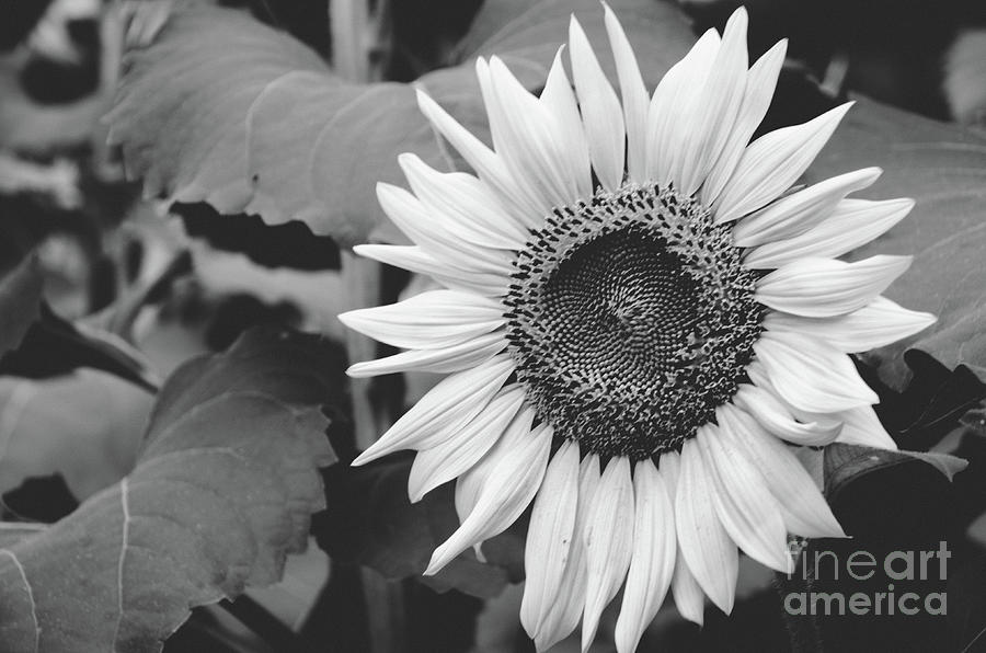  Sunflower Black And White 2  Photograph by Andrea Anderegg