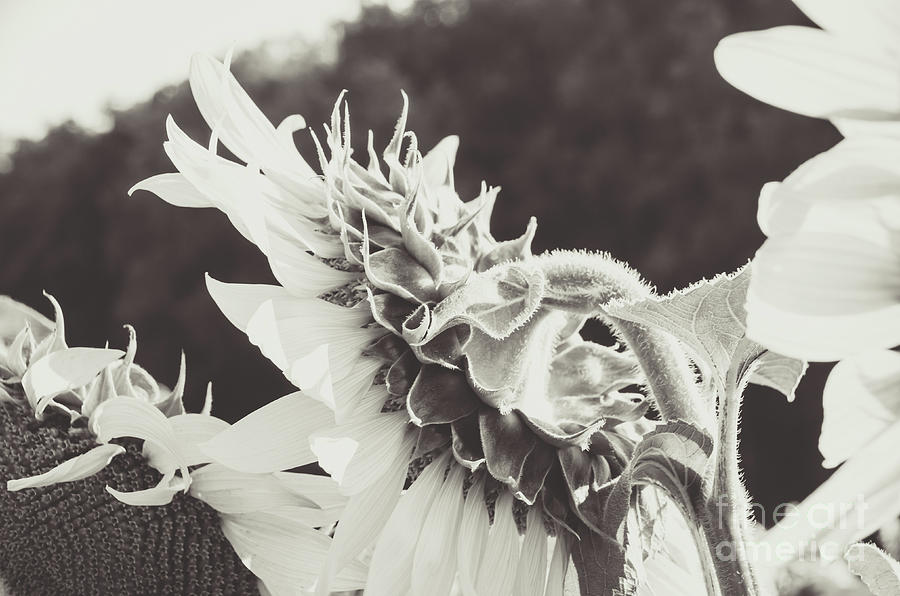 Sunflower Black and White Photograph by Andrea Anderegg