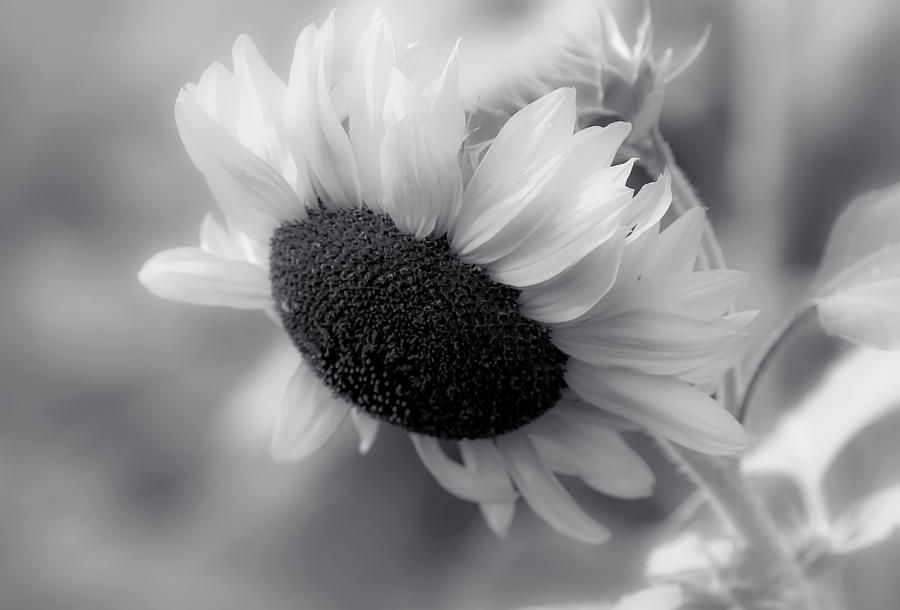 Sunflower Black And White Photograph by Athena Mckinzie