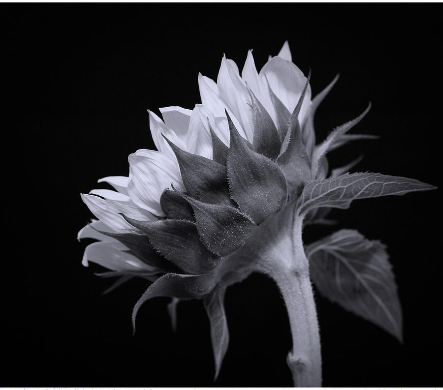 Sunflower Black and White Photograph by Judy Vincent