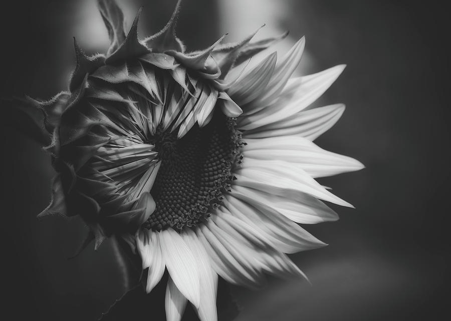 Sunflower Black And White Photograph by Mountain Dreams