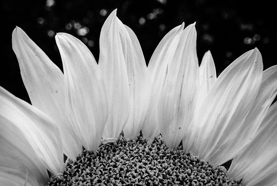 Sunflower black and white Photograph by Stacy Abbott