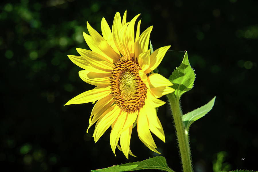 Sunflower Bloom Photograph by Alana Ranney