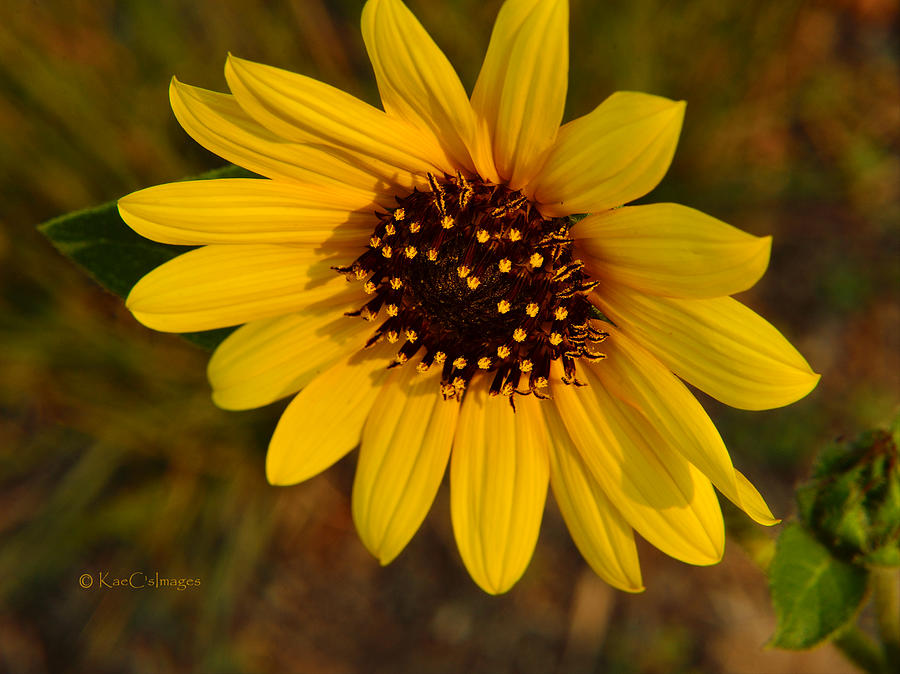 Sunflower Bloom Photograph by Kae Cheatham