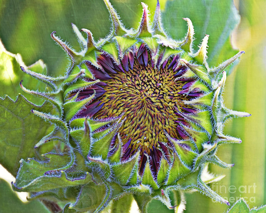 Sunflower Bloom Photograph by Kathy M Krause
