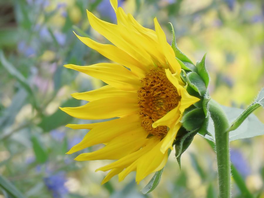 Sunflower Photograph - Sunflower Bloom by MTBobbins Photography