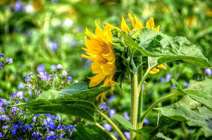 Sunflower bloom Photograph by Ronda Ryan