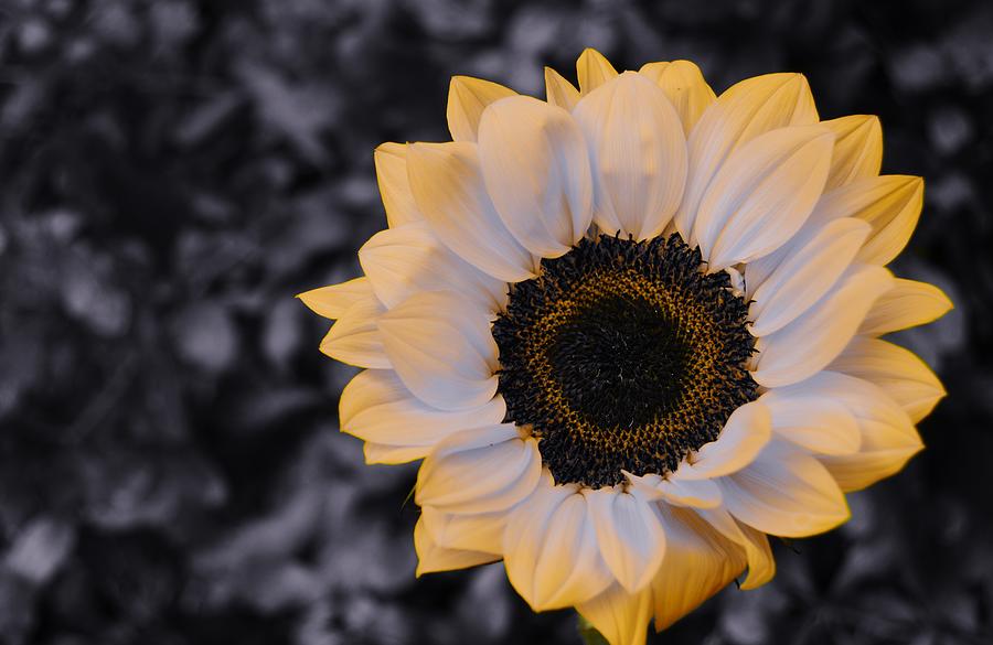 Sunflower Bloom Photograph by Warren Thompson