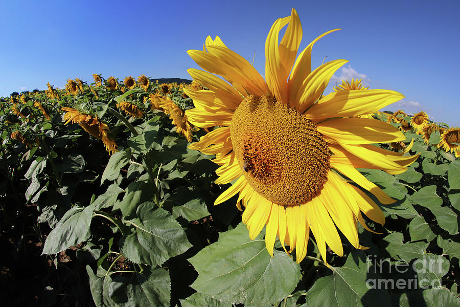 Sunflower Bloom With Honey Bee Photograph