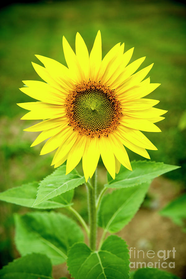 Sunflower Blooming Photograph by Alana Ranney