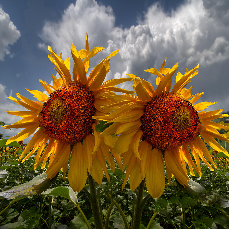 Spring Photograph - Sunflower Blue Double by Debra and Dave Vanderlaan
