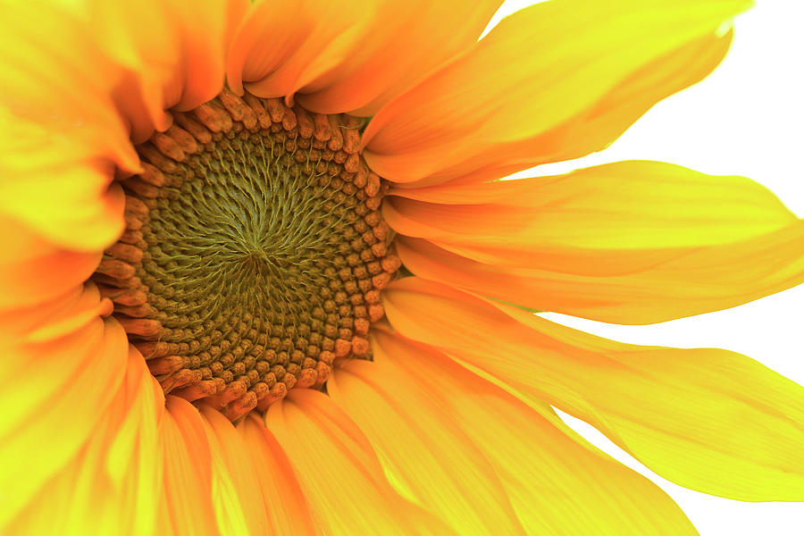 Sunflower Photograph by Bob Cournoyer