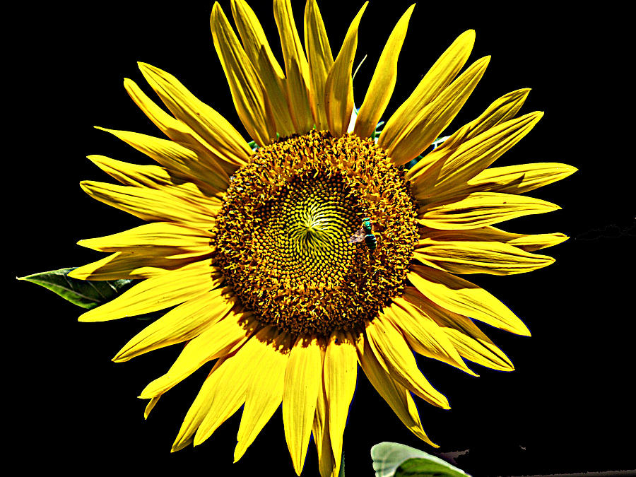 Sunflower Photograph by Bob Johnson
