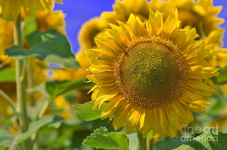 Sunflower Photograph by Bob Mintie