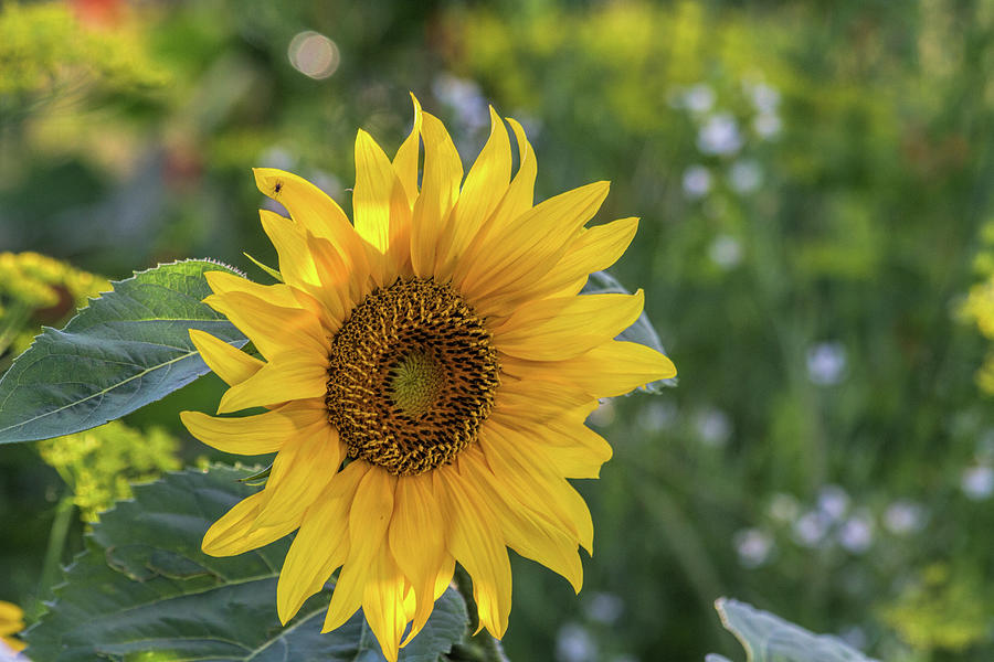 Sunflower Bokeh Photograph by Alana Thrower