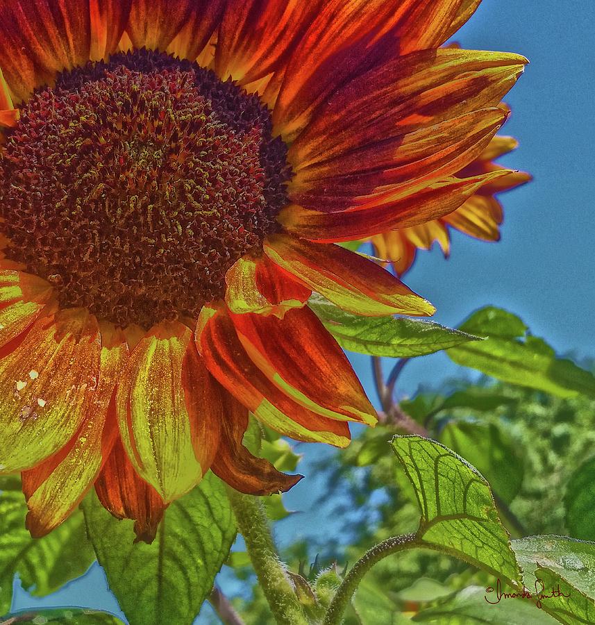 Sunflower Bonnet Photograph by Amanda Smith